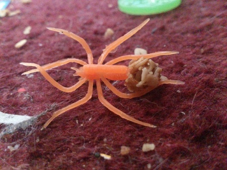 Granola eating plastic spider. 20/10/13