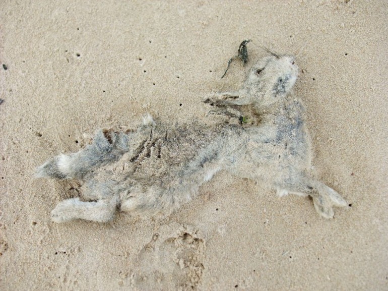 halfburiedrabbit