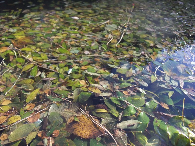Helen Sargeant ©, Autumn leaves on top of the canal, 2013